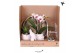 Phalaenopsis Kolibri Gift Set All White3 pp 3 tak/plnt 24 bl. 