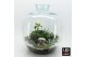 Arrangementen kerst XMAS-25321LED Kerst creatie terrarium 5 pp 
