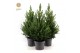 Picea glauca december Picea gl. December® P19 50/60 