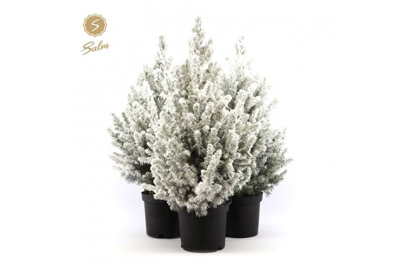 Picea glauca december Picea gl. December® P19 50/60 + Snow 