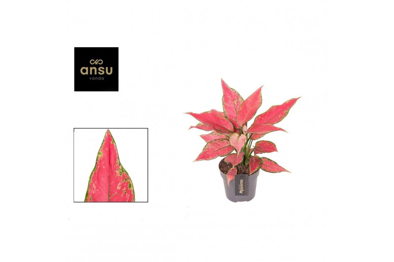 Aglaonema cherry baby Aglaonema Cherry Baby 1 pp 