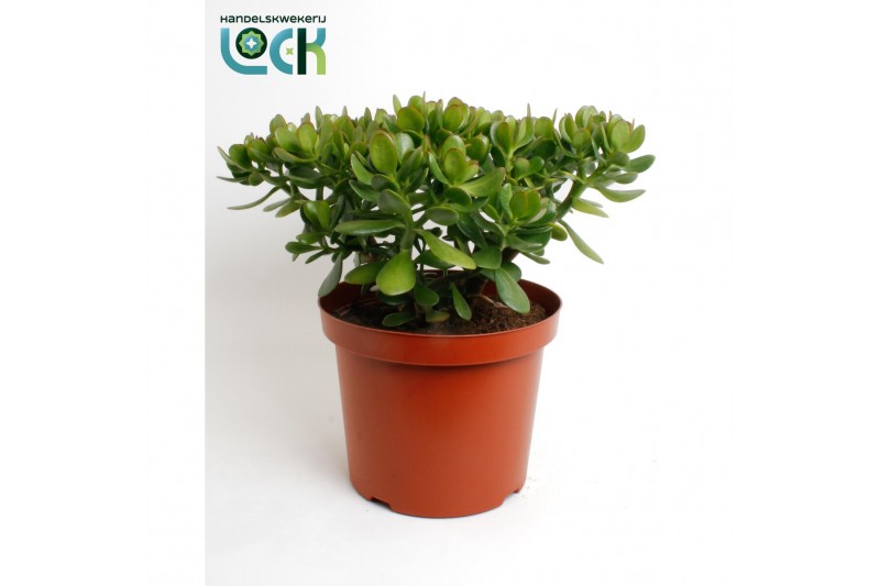 Crassula ovata Crassula Argentea Ovata 
