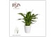 Spathiphyllum chopin Spathiphyllum 9 cm Chopin in Laura keramiek3 bl. 