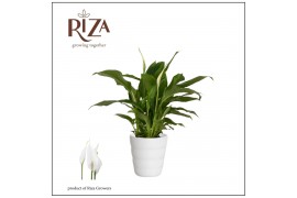 Spathiphyllum chopin Spathiphyllum 9 cm Chopin in Laura keramiek3 bl.