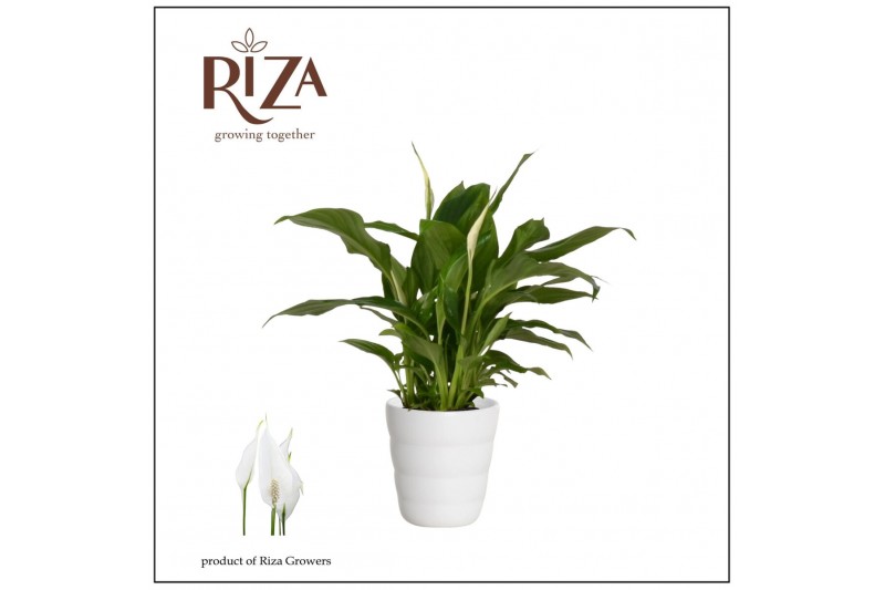 Spathiphyllum chopin Spathiphyllum 9 cm Chopin in Laura keramiek3 bl. 