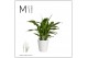 Spathiphyllum chopin Spathiphyllum Chopin - 9cm in Laura Basic | Mimes 