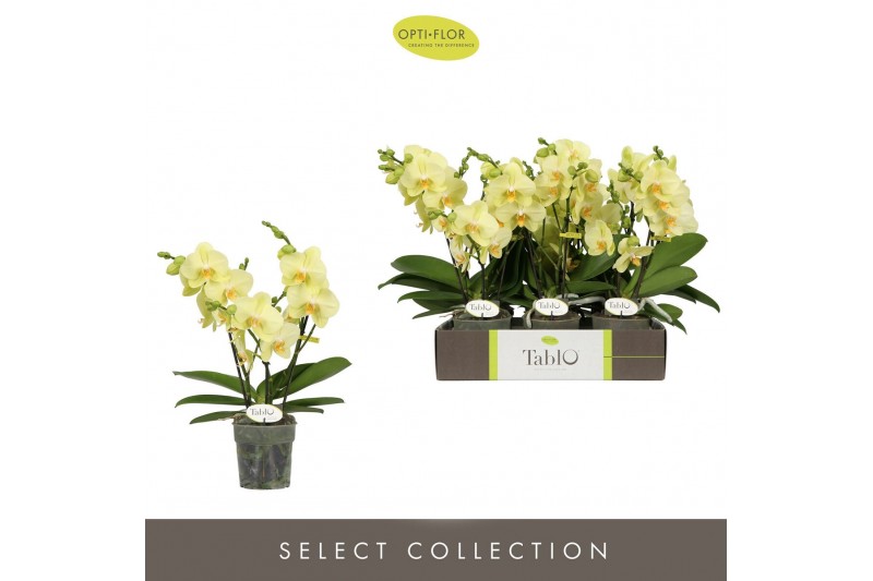 Phalaenopsis geel Tablo Limoncello 3 spike30 bl. 3 tak/plnt 