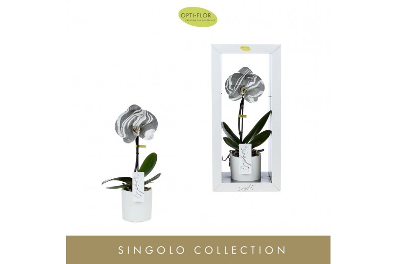 Phalaenopsis Singolo Arto Marble Grey 1 bl. 1 tak/plnt 1000 gram 