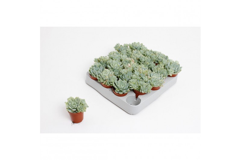 Echeveria zonder bloem Echeveria Elegans 