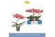 Phalaenopsis oranje Balletto Swirl 1 spike9 bl. 1 tak/plnt 