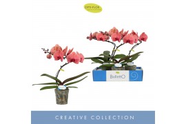 Phalaenopsis oranje Balletto Swirl 1 spike9 bl. 1 tak/plnt