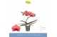 Phalaenopsis oranje Balletto Swirl 1 spike9 bl. 1 tak/plnt 