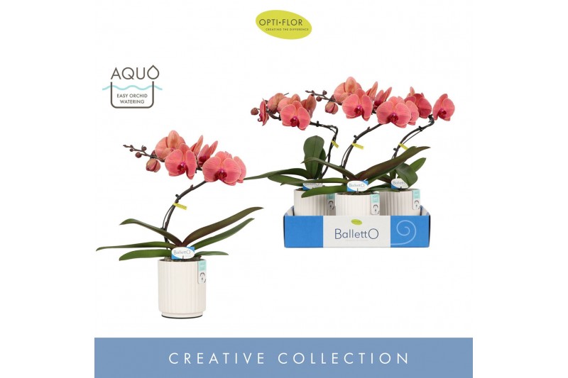 Phalaenopsis oranje Balletto Swirl 1 spike in Molise White Aquo9 bl. 1 
