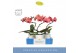 Phalaenopsis oranje Balletto Swirl 1 spike in Molise White Aquo9 bl. 1 