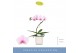 Phalaenopsis roze Balletto Curl 1 spike in Lazio White 9 bl. 1 tak/pln 