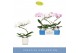 Phalaenopsis mix Balletto Mix 1 spike in Lazio White 9 bl. 1 tak/plnt  