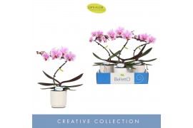 Phalaenopsis Balletto Spinturn 1 spike in Lazio White 9 bl. 1 tak/plnt