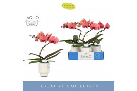 Phalaenopsis oranje Balletto Swirl 1 spike in Emilia White Aquo 9 bl. 