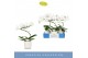 Phalaenopsis wit Balletto Wing 1 spike in Lazio White 9 bl. 1 tak/plnt 