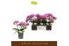 Phalaenopsis multiflora paars Freedanzo Robin30 bl. 3 tak/plnt 500