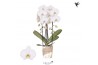 Phalaenopsis elegant cascade Kolibri Orchids Cascade Niagara fall Leed