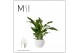 Spathiphyllum strauss Spathiphyllum Strauss - 13cm in Bolpot | Mimesis 