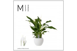 Spathiphyllum strauss Spathiphyllum Strauss - 13cm in Bolpot | Mimesis
