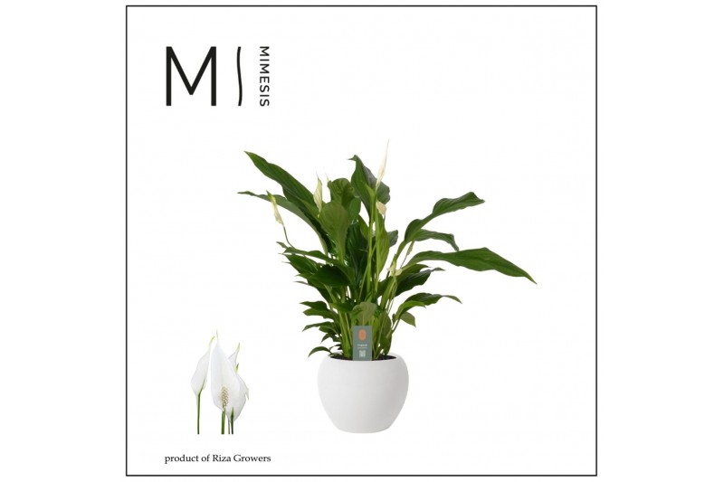 Spathiphyllum strauss Spathiphyllum Strauss - 13cm in Bolpot | Mimesis 