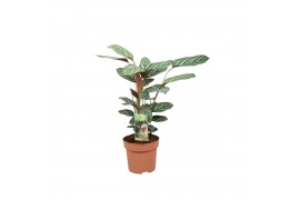 Ctenanthe setosa compactstar Ctentanthe Compactstar