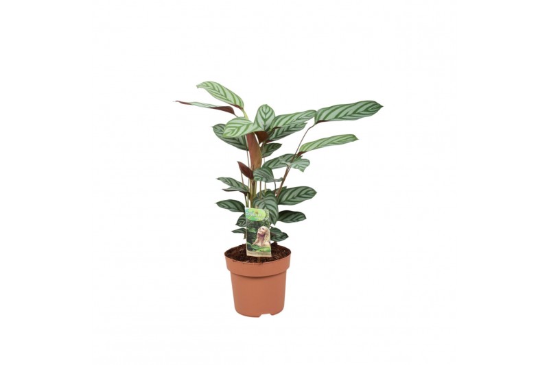 Ctenanthe setosa compactstar Ctentanthe Compactstar 