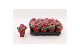 Kalanchoe calandiva weaver Double Sylca