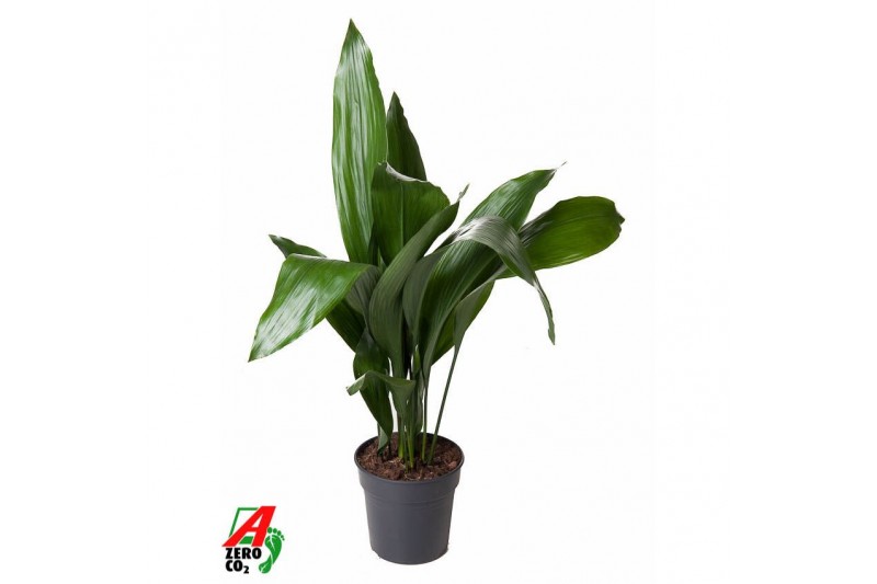 Aspidistra elatior Aspidistra Elatior P2115 pp 