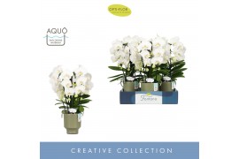 Phalaenopsis wit Fontano Bellagio 5 spike in Emilia Green Aquo 40 bl. 