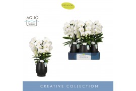 Phalaenopsis wit Fontano Bellagio 5 spike in Abruzzo Black Aquo40 bl. 