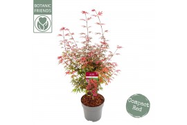 Acer palmatum shaina Acer palm. Shaina