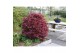 Acer palmatum shaina Acer palm. Shaina 