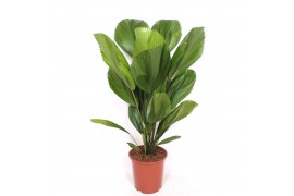 Licuala Licuala grandis2 pp