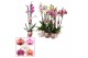 Phalaenopsis mix Phalaenopsis 3 tak mix (Scenza)18 bl. 3 tak/plnt 