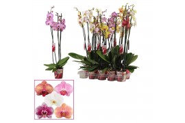 Phalaenopsis mix Phalaenopsis 3 tak mix lang (Scenza)18 bl. 3 tak/plnt