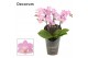 Phalaenopsis multiflora roze Phalaenopsis dazzling Cotton Candy 3-4 ta 