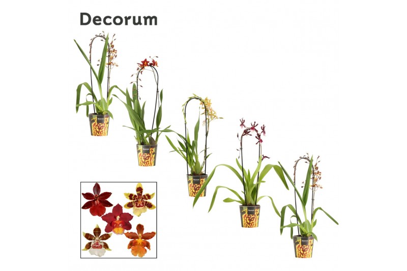 Cambria mix Cambria cascade 1 tak mix (Decorum)1 tak/plnt 