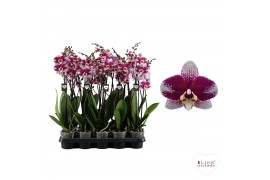 Phalaenopsis anthura barcelona Phalaenopsis Barcelona - 2 tak 80cm (Qu