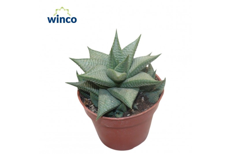 Haworthia limifolia Haworthia Limifolia Roux 