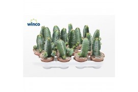 Euphorbia Euphorbia Resinifera