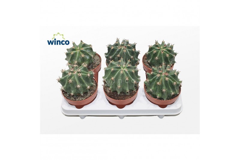 Cactus Ferocactus Horridus Subinermis1 pp 