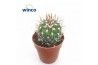 Cactus Echinofossulocactus Multicostatus1 pp
