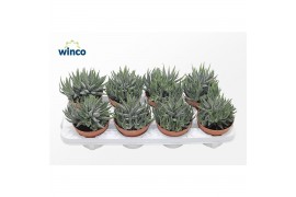 Haworthia fasciata concolor Haworthia Fasciata Concolor1 pp