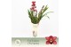 Cymbidium Cymbidium, Jolly Red 5-spike Exclusiva Orchidea Potcover 5 t 