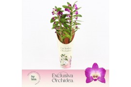 Dendrobium nobile star class akatsuki Dendrobium Nobilé, Wonderfull 2-