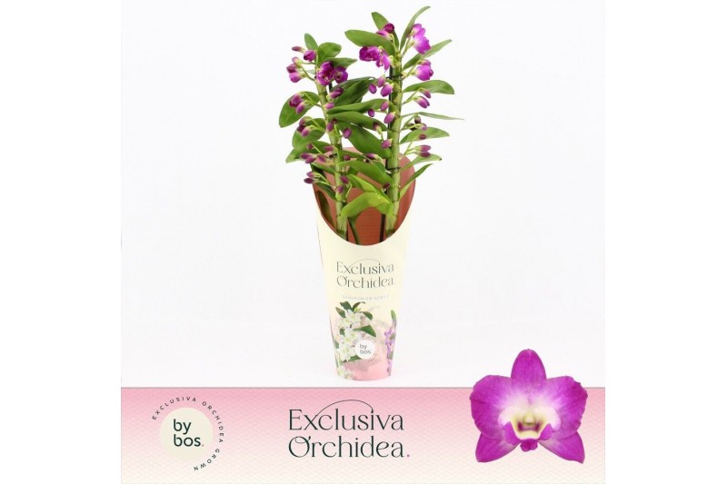 Dendrobium nobile star class akatsuki Dendrobium Nobilé, Wonderfull 2- 